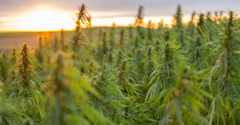 Colorado Attorney General Phil Weiser and 11 other attorneys general urge federal rescheduling of marijuana