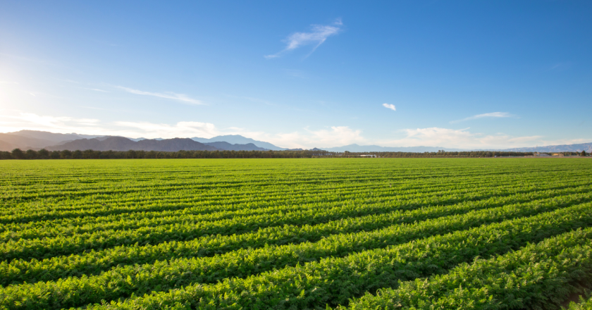 WEF releases report on financing sustainable agriculture