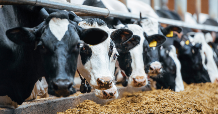 Morgan County dairywoman Mary Kraft energizes dairy organization