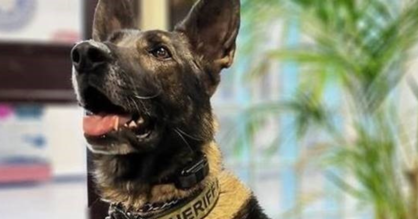 Man given maximum sentence for killing of K-9 Graffit, other crimes