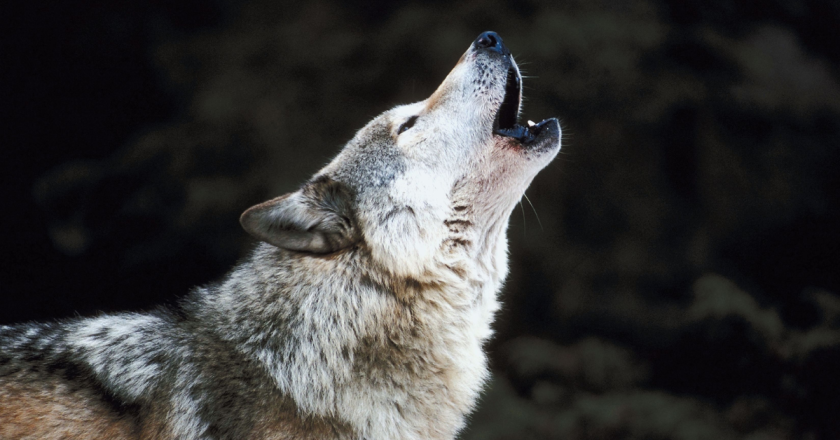 ‘Time to pay up’: Calf in Grand County was killed by wolf attack, Parks & Wildlife officials confirm