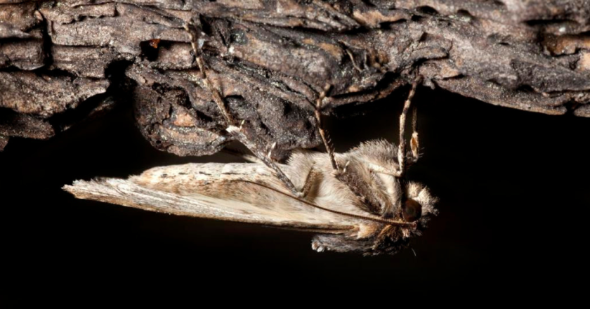 Here’s when Miller moths will start to swarm in Colorado this year