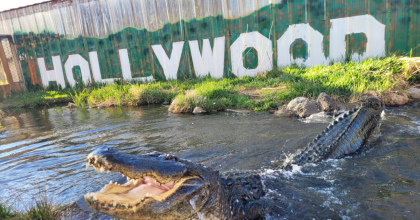 Did you know the alligator from ‘Happy Gilmore’ lives in Colorado?