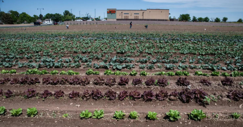 Eminent domain, used often to seize land from private owners, has Palizzi Farm in Brighton fearing for its survival