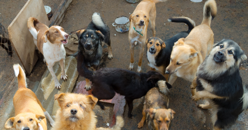 Devotional: What type of dog are you?