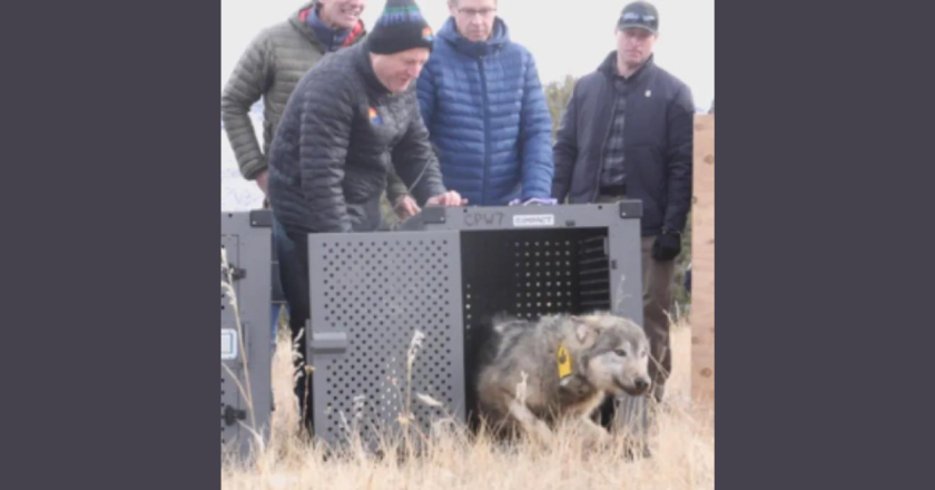 Gaines: My experience with wolves, Gov. Polis and the legal system