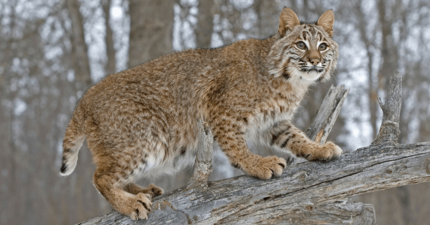 As Election Day nears, opposition to big cat hunting ban grows with counties, CPW staffers in mix