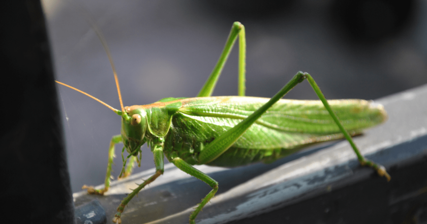 Ah, grasshopper. They are everywhere in Colorado this year.