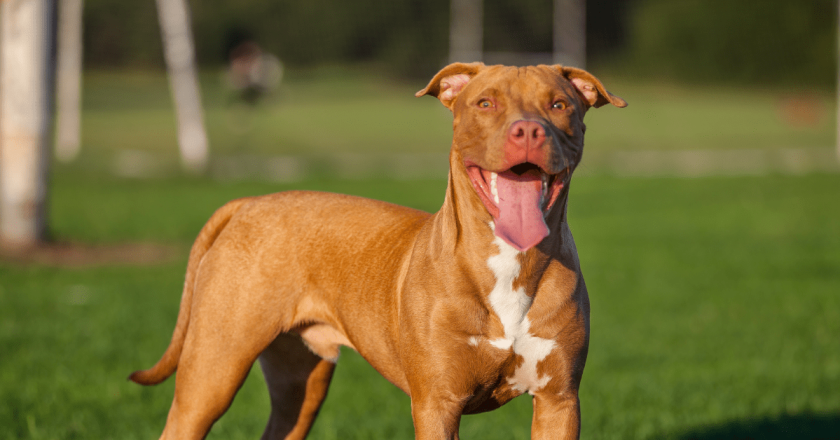 Voters in Aurora will be asked to decide whether to repeal pit bull ban