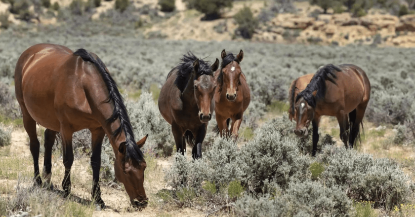 In shadow of bipartisan Senate Bill 23-275 creating mustang task force, BLM plans another roundup