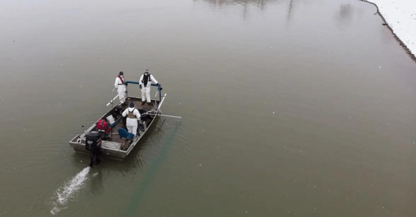 Invasive, fast-reproducing zebra mussels found in Colorado River near Grand Junction