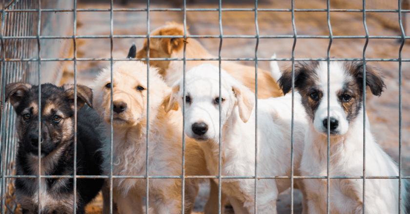 Euthanasia at area animal shelters is up by double digits as thousands of Coloradans surrender their dogs