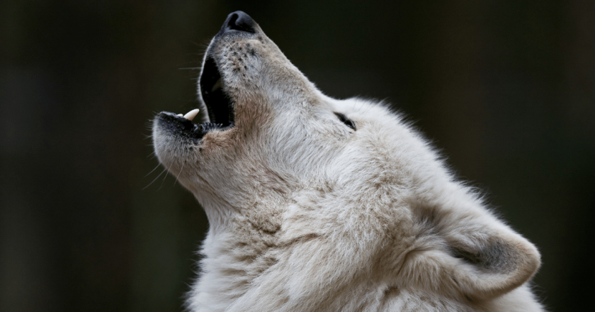 Enough with beef, wolves feast on lamb in latest depredation, CPW officials say