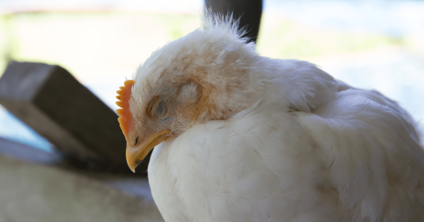 Northern Colorado ag workers meet with Sen. Hickenlooper to discuss avian flu