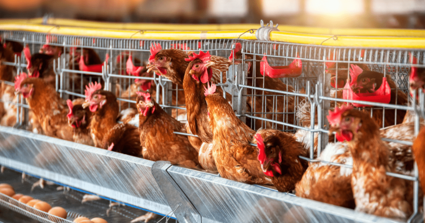 All eggs sold in Colorado starting in 2025 must be cage-free, add ‘organic’ labeling