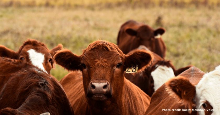 Two arrested for allegedly shooting cows to death in Montrose County