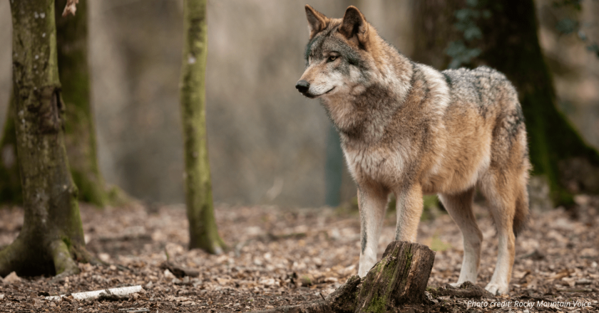 Colorado hires range riders to protect livestock from wolves as Boebert pushes to delist wolves