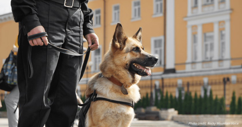 Aurora police seek community help with funds for K-9 bullet-resistant vests