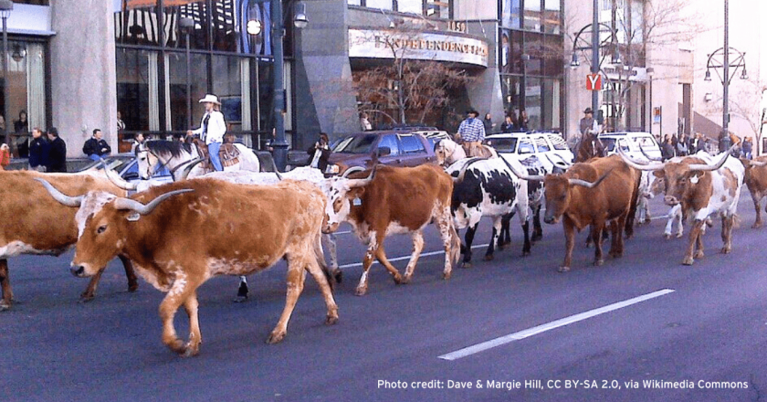 National Western opens today with kickoff parade in Denver, followed by two weeks of fun