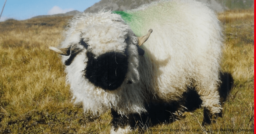 Meet the ‘cutest sheep in the world’ at the National Western Stock Show