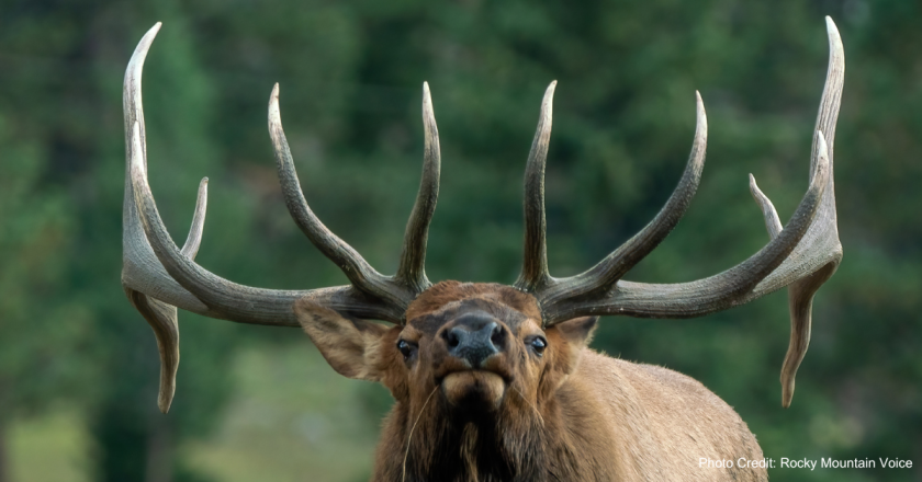 Colorado Democrats lead federal bill to revitalize Colorado public lands