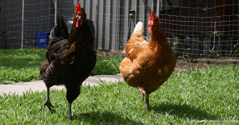 Local egg producers seeing strong demand as prices in stores have risen 37% in last year