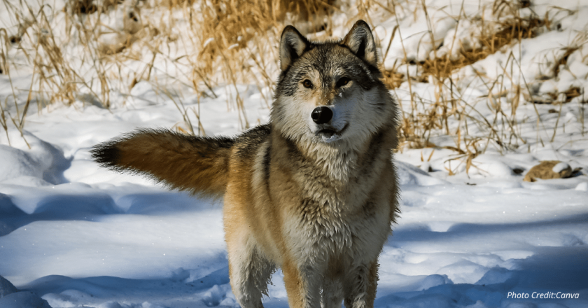 Federal agency kills Colorado wolf connected to sheep deaths in Wyoming