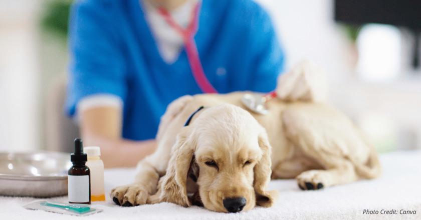 Colorado veterinary professional associate bill sparks debate among advocates and critics