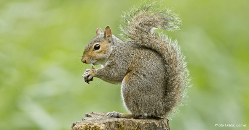 Walcher: Squirrels Killed by the Forest Service, or the Courts?