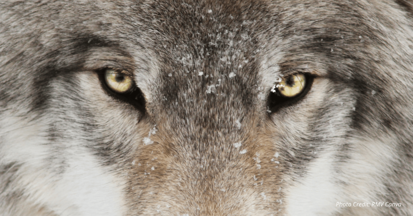 Wolf dies in Rocky Mountain National Park, federal officials investigating