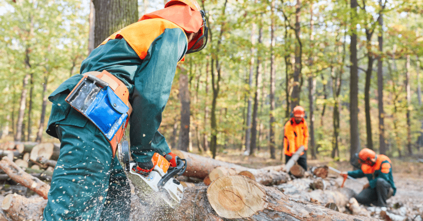 Trump Cuts Through Forest Bureaucracy With Common-Sense Logging Reform