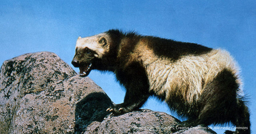 Wolverines Set for Reintroduction in to Aspen Mountains Despite Public Concerns