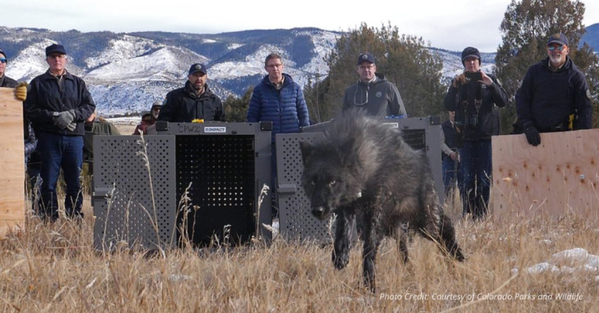 Bill Proposes Pause On New Wolf Releases To Fund Health Insurance