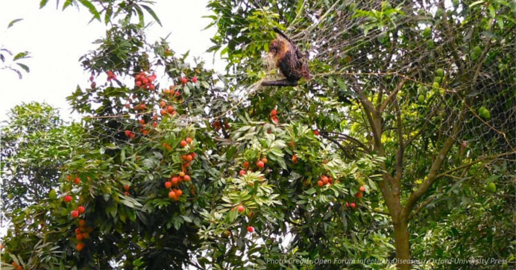 Bat caught in orchard netting during Bangladesh spillover study
