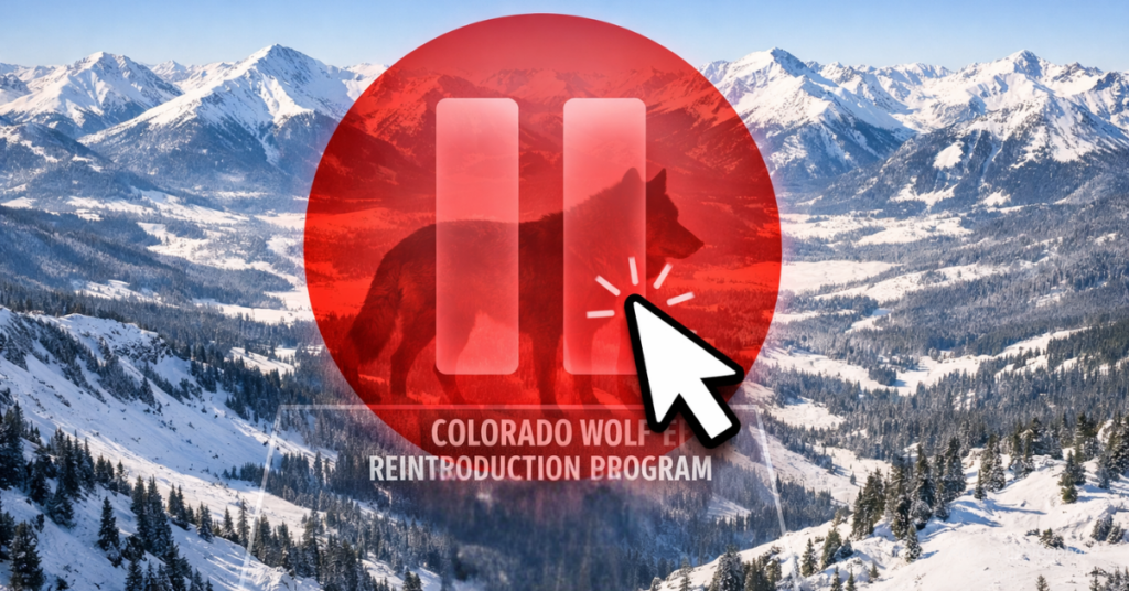 Cursor clicks pause icon over Colorado mountains symbolizing halt to state wolf reintroduction program