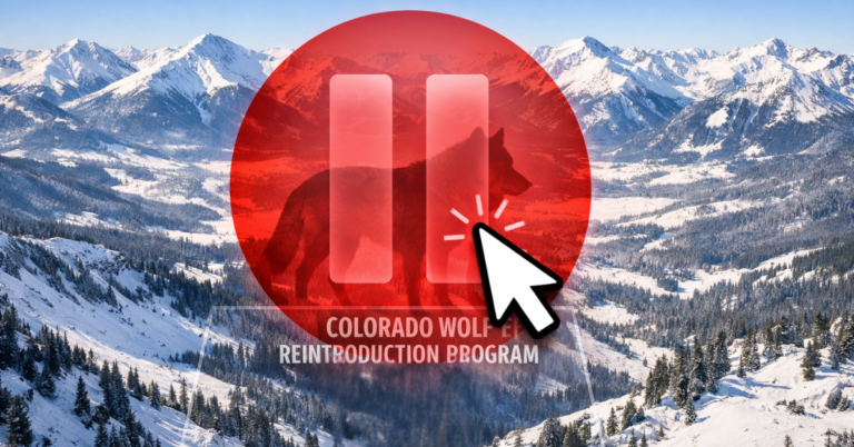 Cursor clicks pause icon over Colorado mountains symbolizing halt to state wolf reintroduction program