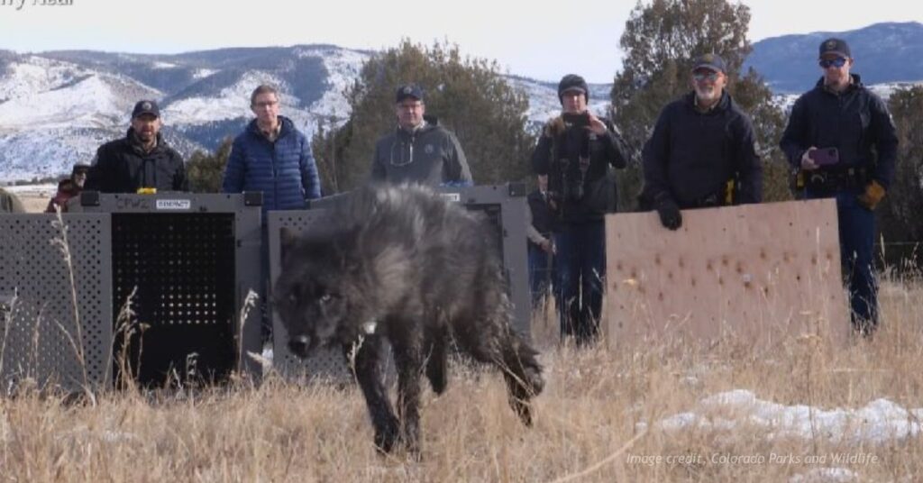 Colorado Parks and Wildlife team releases wolf.
