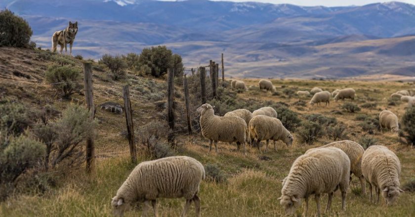 CPW Kills Wolf Linked To Dozens Of Sheep Deaths In Northwest Colorado