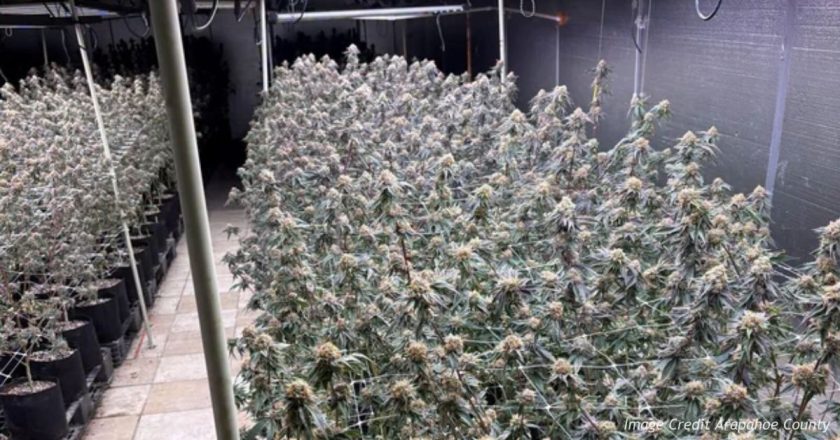 SWAT Raid Near Bennett Uncovers 1900 Illegal Marijuana Plants